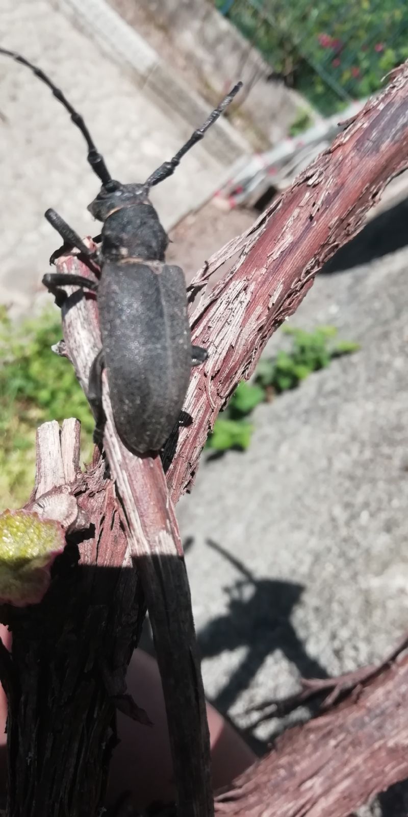 Cerambycidae:  Lamia textor